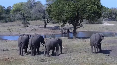 【LIVE】 Webcam Tembe Elephant Park